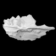 vulpes maxilla scan animal teeth 3d print model - Mito3D