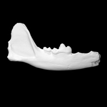 vulpes mandible scan animal teeth 3d print model - Mito3D