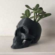 cranio pentola fan arte anatomia pianta fioriera vaso anatomico 3d print model - Mito3D