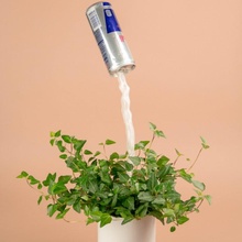wet head self-watering device planters & garden decoration upcycling reusing redbullcan homedeco 3d print model - Mito3D