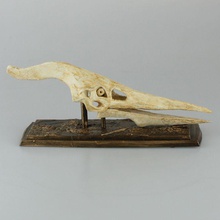 pteranodon crâne l'éducation animal d'oiseaux dino dinosaure jurassique science vol dinosaures fossile 3d print model - Mito3D