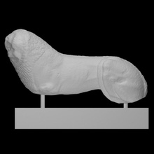 Lion Cnide analyse animal 3d print model - Mito3D