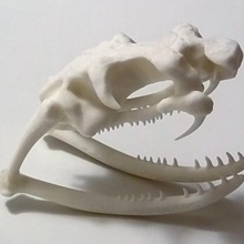 cobra cráneo educación anatomía taxidermia 3d print model - Mito3D