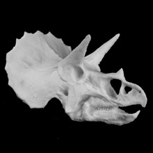 triceratops kafatası colorado usa tarama 3d print model - Mito3D