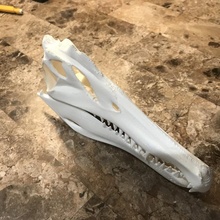 amateur spinosaurus skull education dinosaur 3d print model - Mito3D