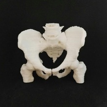 human hip bone education skeleton engineering medical bioengineering 3d print model - Mito3D