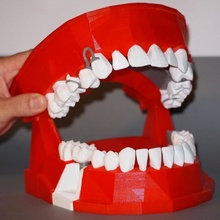 diş gösteri model mod le monstration dentire Eğitim anatomi protez medecin iletişim 3d print model - Mito3D