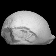 colossal turtle scan statue basalt postclassic ayotapalcat 3d print model - Mito3D