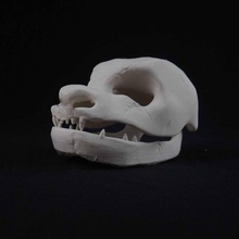 blastoise pok skull - pokemon fan art bones water skulls poke pokeskull pokedex 3d print model - Mito3D
