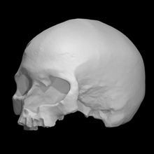 Cro Magnon homo sapiens fêmea crânio Varredura anatomia gesso fundida 3d print model - Mito3D