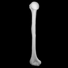cro-magnon - homo sapiens femur education anatomy female skull plaster cast homo-sapiens 3d print model - Mito3D