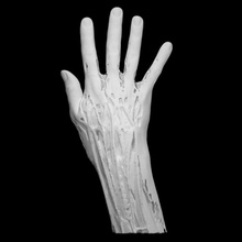 hand muscles education 3d printable anatomy medical scan muscle ct 3d print model - Mito3D
