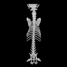 coluna osso Educação 3d anatomia corpo esqueleto estrutura médico Varredura esquelético ct 3d print model - Mito3D