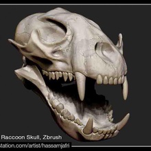 raccoon crânio 3d print model - Mito3D