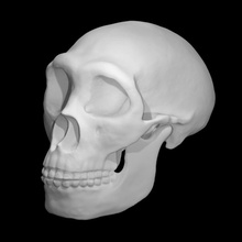 Neandertaler Schädel Scan Anatomie Knochen Besetzung Anthropologie Homo Neanderthalensis 3d print model - Mito3D