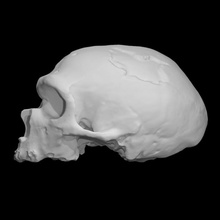 man la chapelle education anatomy head skull cast neanderthal la-chapelle 3d print model - Mito3D