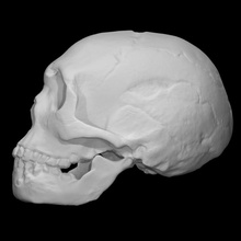 neanderthal crânio Educação anatomia gesso fundida cópia 3d print model - Mito3D