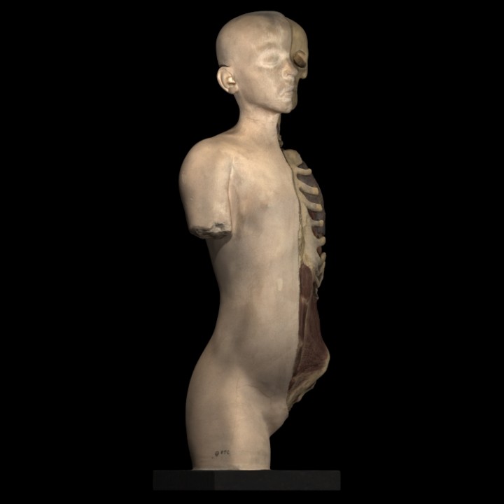 Alçı model gövde baş gösteren kısmi diseksiyon Eğitim anatomi heykel Ticaret 3D print model - Mito3D