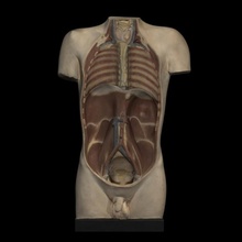 gesso modelo tronco mostrando parcial dissecação Educação anatomia escultura Leipzig 3d print model - Mito3D