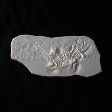 fósiles dinosaurios educación hueso huesos dino dinosaurio jurásico piedra rock fósil jurassicworld 3d print model - Mito3D