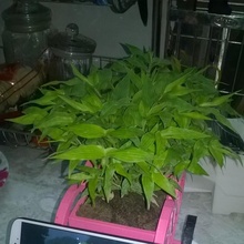 plant pots phone tinkercad 3d print model - Mito3D