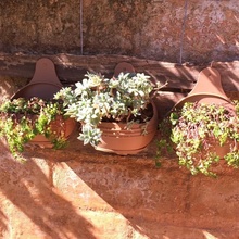 tuscan potbelly wall planter & garden furniture pot outdoor 3d print model - Mito3D