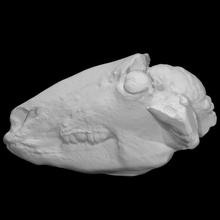 koyun baş oyuncular Eğitim anatomi beyin göz kafatası Edinburgh frenoloji 3d print model - Mito3D