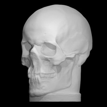 skull cast dr johann caspar spurzheim education donation 3d print model - Mito3D