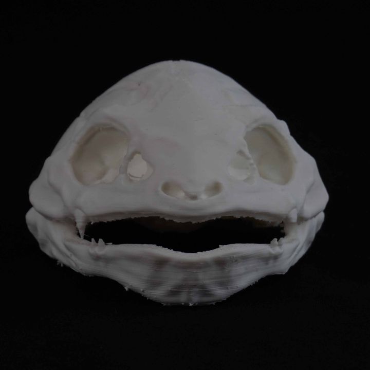 venusaur pok cranio pokemon fan art ossa teschi erba poke pokeskull pokedex 3D print model - Mito3D