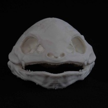 venusaur pok cráneo pokemon fan art huesos cráneos hierba poke pokeskull pokedex 3d print model - Mito3D