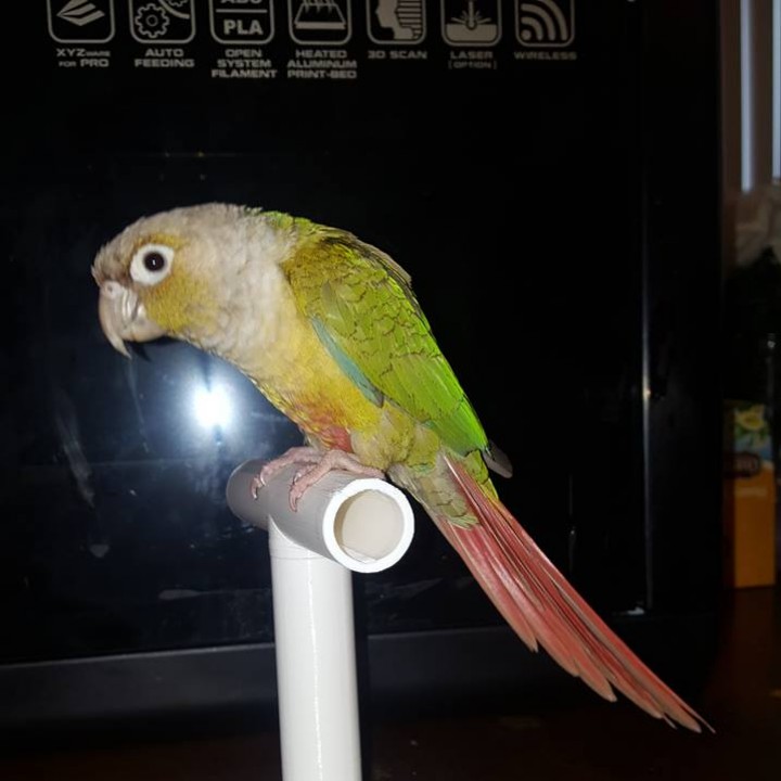 desktop piccolo uccello pertica giardino scrivania animale domestico pappagallo 3D print model - Mito3D
