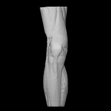muscles knee education anatomy body scan muscle 3d print model - Mito3D