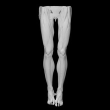 muscoli gambe formazione scolastica anatomia corpo umano gamba muscolo embodi3d arto 3d print model - Mito3D