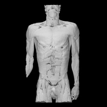 muscoli torso collo braccia formazione scolastica anatomia corpo umano medico scansione muscolo embodi3d 3d print model - Mito3D