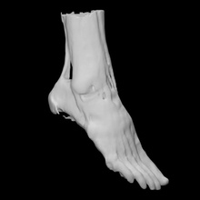 muscles foot ankle education anatomy body structure medical muscle embodi3d 3d print model - Mito3D