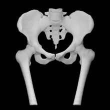 femmina pelvico osso formazione scolastica anatomia scheletro struttura medico scansione embodi3d 3d print model - Mito3D