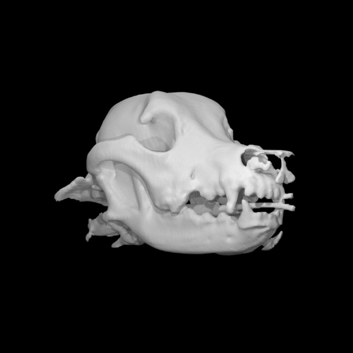 dog skull education anatomy animal bone head structure scan 3D print model - Mito3D