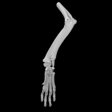 gamba cane formazione scolastica osso scheletro struttura scheletrico 3d print model - Mito3D