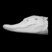alligator skull education anatomy animal body skeleton scan embodi3d veterinary 3d print model - Mito3D