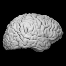 cerebro educación anatomía cuerpo humano modelo escanear resonancia magnética 3d print model - Mito3D