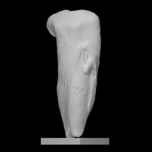 torse lyre player analyse ancien sculpture calcaire Masculin 3d print model - Mito3D