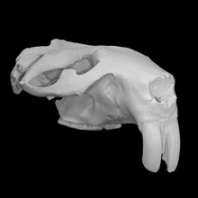 gigante Castor crânio Varredura esqueleto 3d print model - Mito3D