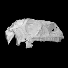 massospondyle crâne analyse 3dscan 3d print model - Mito3D