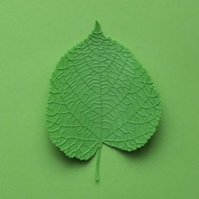 tilia tree leaf linden education green nature blade pla blender real cura lime vein midrib renkforce 3d print model - Mito3D