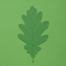 oak tree leaf green nature real vein 3d print model - Mito3D