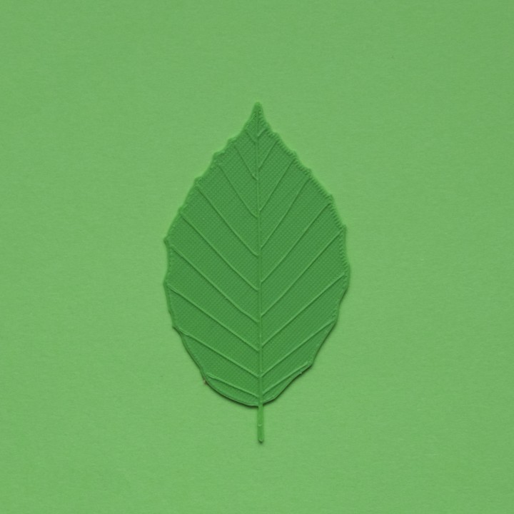 beech tree leaf green nature real veins 3D print model - Mito3D