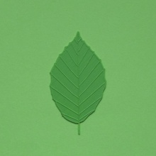 beech tree leaf green nature real veins 3d print model - Mito3D