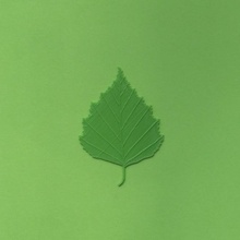 birch tree leaf & garden green nature realistic blender real cura veins renkforce 3d print model - Mito3D