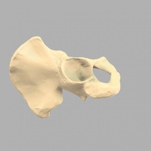 giaa biblioth anatomique anatomic library - os coxal education 3d print model - Mito3D