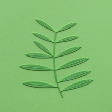 aceituna árbol rama verde hoja naturaleza realista pla licuadora cura vena venas renkforce 3d print model - Mito3D